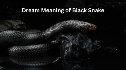 Dream Meaning of Black Snake Exploring Symbolism and Interpretations