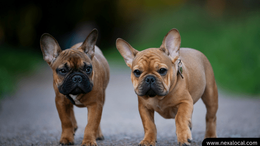 French Bulldogs for Sale in Las Vegas A Guide to Finding Your Perfect Companion