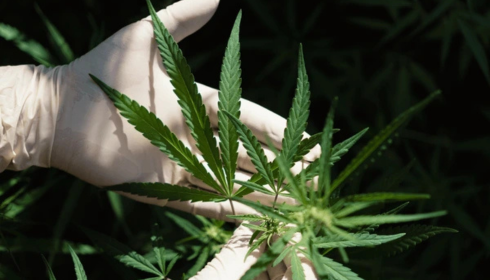 exclusive weekly weed offers