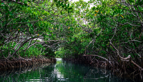 sundarban tour package