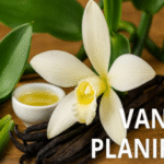 Vanilla Planifolia: The Queen of Spices and Your Next Culinary Secret