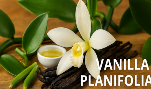what is vanilla planifolia