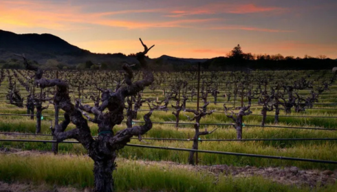 Largest European California Wine Distributor